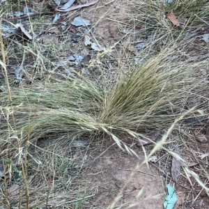 Nassella trichotoma at Nicholls, ACT - 11 Mar 2023