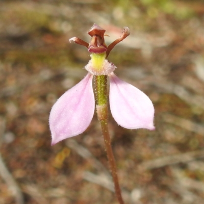 Eriochilus cucullatus (Parson's Bands) at Coles Bay, TAS - 14 Mar 2023 by HelenCross