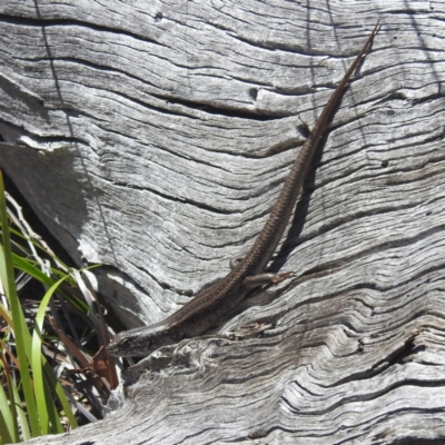 Liopholis whitii (White's Skink) at Freycinet, TAS - 13 Mar 2023 by HelenCross