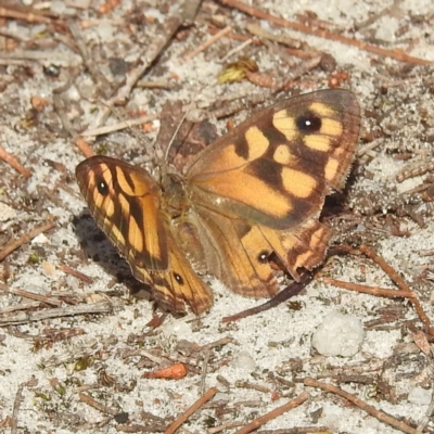 Geitoneura klugii (Marbled Xenica) at Coles Bay, TAS - 13 Mar 2023 by HelenCross