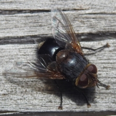 Eurygastropsis tasmaniae (A bristle fly) at Coles Bay, TAS - 13 Mar 2023 by HelenCross