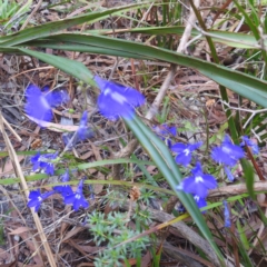 Lobelia sp. (A Lobelia) at Coles Bay, TAS - 13 Mar 2023 by HelenCross