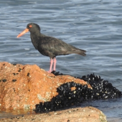 Haematopus fuliginosus (Sooty Oystercatcher) at Coles Bay, TAS - 13 Mar 2023 by HelenCross