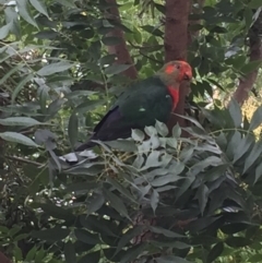 Alisterus scapularis (Australian King-Parrot) at Dickson, ACT - 18 Feb 2017 by Hejor1