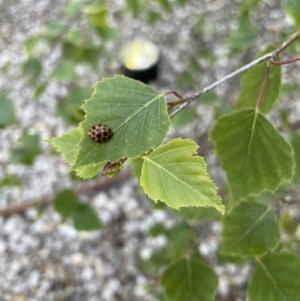 Harmonia conformis at Canberra, ACT - 26 Oct 2021