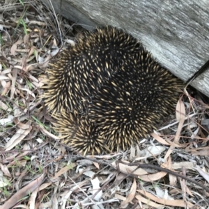 Tachyglossus aculeatus at Bruce, ACT - 13 Sep 2020