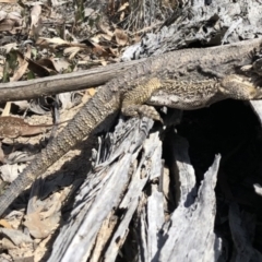 Pogona barbata (Eastern Bearded Dragon) at Bruce Ridge to Gossan Hill - 22 Apr 2018 by Hejor1