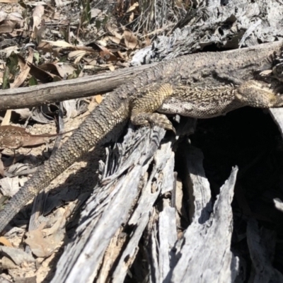 Pogona barbata (Eastern Bearded Dragon) at Bruce, ACT - 22 Apr 2018 by Hejor1