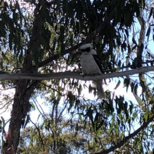 Dacelo novaeguineae at Bruce, ACT - 29 Sep 2018 03:44 PM