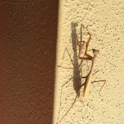 Pseudomantis albofimbriata (False garden mantis) at Braddon, ACT - 6 Sep 2020 by Hejor1