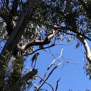 Platycercus eximius at Bruce, ACT - 29 May 2018