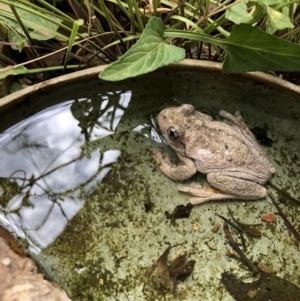 Litoria peronii at Bruce, ACT - 7 Oct 2018 01:34 PM