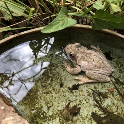 Litoria peronii (Peron's Tree Frog, Emerald Spotted Tree Frog) at Bruce Ridge to Gossan Hill - 7 Oct 2018 by Hejor1