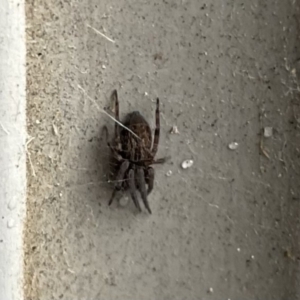 Badumna sp. (genus) at Canberra, ACT - 21 Jun 2022