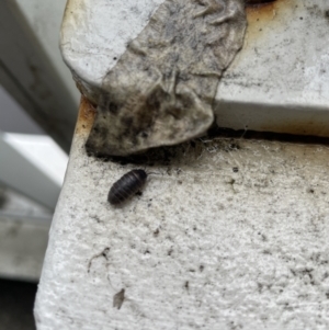 Armadillidium vulgare at Canberra, ACT - 27 Sep 2022 09:13 AM