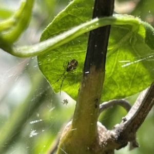 Theridion pyramidale at Canberra, ACT - 7 Nov 2022 12:29 PM