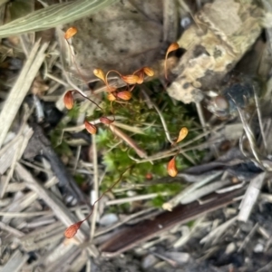 Funaria hygrometrica at Canberra, ACT - 8 Nov 2022 01:38 PM