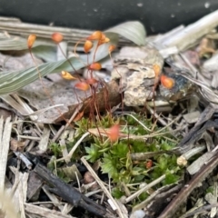 Funaria hygrometrica at Canberra, ACT - 8 Nov 2022 01:38 PM