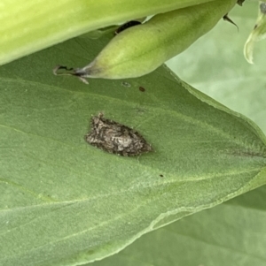 Capua dura at Canberra, ACT - 14 Nov 2022 10:41 AM