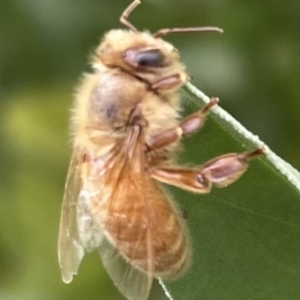 Apis mellifera at City Renewal Authority Area - 14 Nov 2022