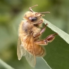 Apis mellifera at City Renewal Authority Area - 14 Nov 2022 10:41 AM