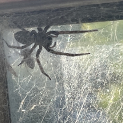 Badumna sp. (genus) (Lattice-web spider) at Casey, ACT - 25 Nov 2022 by Hejor1