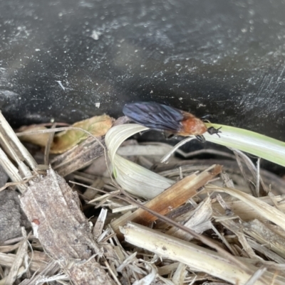 Bibio imitator (Garden maggot) at Canberra, ACT - 22 Nov 2022 by Hejor1