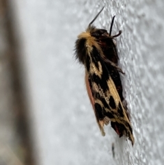 Ardices curvata at Canberra, ACT - 21 Nov 2022