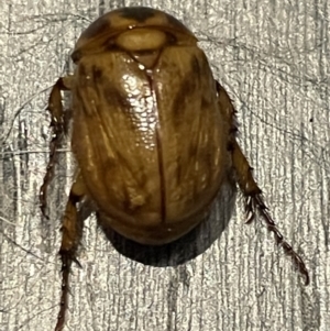 Cyclocephala signaticollis at Braddon, ACT - 24 Dec 2022