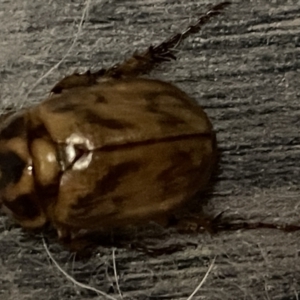 Cyclocephala signaticollis at Braddon, ACT - 24 Dec 2022