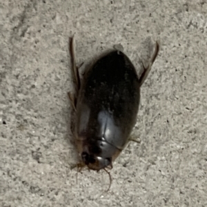 Rhantus suturalis at Braddon, ACT - 25 Dec 2022