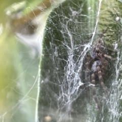 Badumna sp. (genus) (Lattice-web spider) at Casey, ACT - 25 Dec 2022 by Hejor1