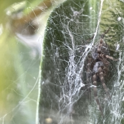 Badumna (genus) (Lattice-web spider) at Casey, ACT - 26 Dec 2022 by Hejor1