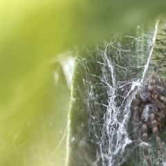 Badumna (genus) at Casey, ACT - 26 Dec 2022 10:02 AM