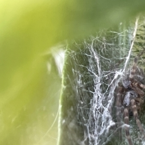 Badumna sp. (genus) at Casey, ACT - 26 Dec 2022