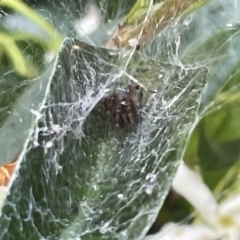 Badumna sp. (genus) at Casey, ACT - 26 Dec 2022