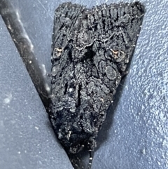 Neumichtis expulsa (A Noctuid moth) at Yarralumla, ACT - 24 Dec 2022 by Hejor1