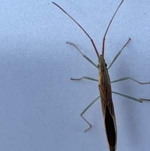 Mutusca brevicornis at Yarralumla, ACT - 24 Dec 2022 07:29 PM