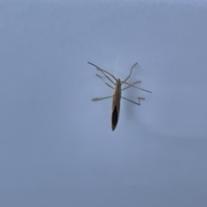 Mutusca brevicornis at Yarralumla, ACT - 24 Dec 2022 07:29 PM