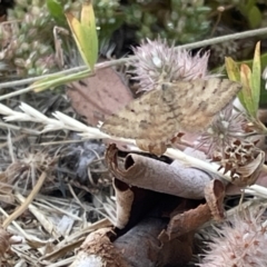 Scopula rubraria at Casey, ACT - 26 Dec 2022