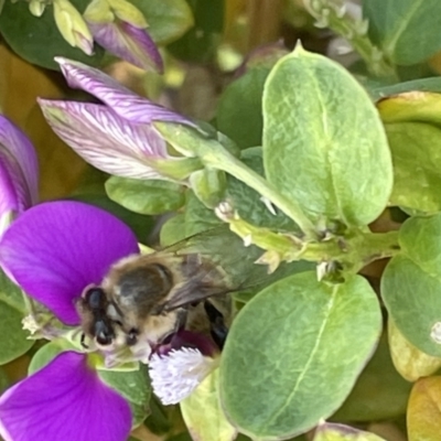 Apis mellifera at Casey, ACT - 25 Dec 2022 by Hejor1