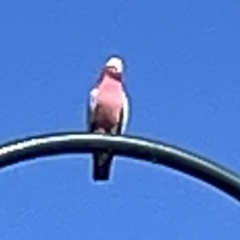 Eolophus roseicapilla (Galah) at Casey, ACT - 25 Dec 2022 by Hejor1