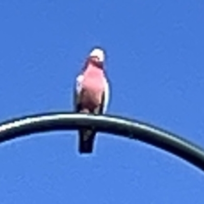 Eolophus roseicapilla (Galah) at Casey, ACT - 25 Dec 2022 by Hejor1