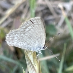 Zizina otis (Common Grass-Blue) at Casey, ACT - 25 Dec 2022 by Hejor1