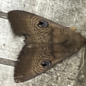 Dasypodia selenophora at Braddon, ACT - 26 Dec 2022