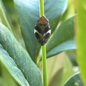 Bathyllus albicinctus at Dickson, ACT - 27 Dec 2022