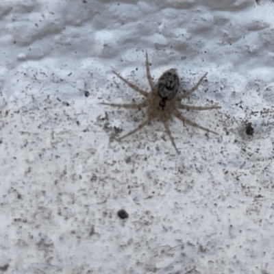 Oecobius sp. (genus) (Wall spider) at Amaroo, ACT - 27 Dec 2022 by Hejor1