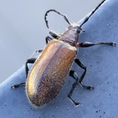 Ecnolagria grandis (Honeybrown beetle) at Casey, ACT - 26 Dec 2022 by Hejor1