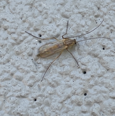 Chironomidae (family) (Non-biting Midge) at Amaroo, ACT - 27 Dec 2022 by Hejor1