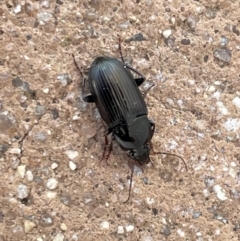 Carabidae sp. (family) (A ground beetle) at Amaroo, ACT - 27 Dec 2022 by Hejor1